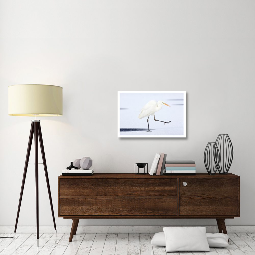 Great White Egret walking across the ice, Netherlands-Paper Art-32&quotx22"