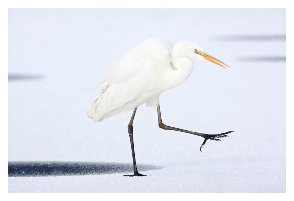 Great White Egret walking across the ice, Netherlands-Paper Art-38"x26"