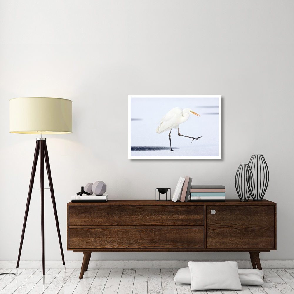 Great White Egret walking across the ice, Netherlands-Paper Art-38&quotx26"