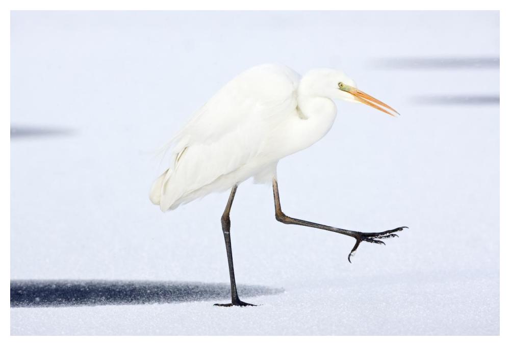 Great White Egret walking across the ice, Netherlands-Paper Art-50"x34"