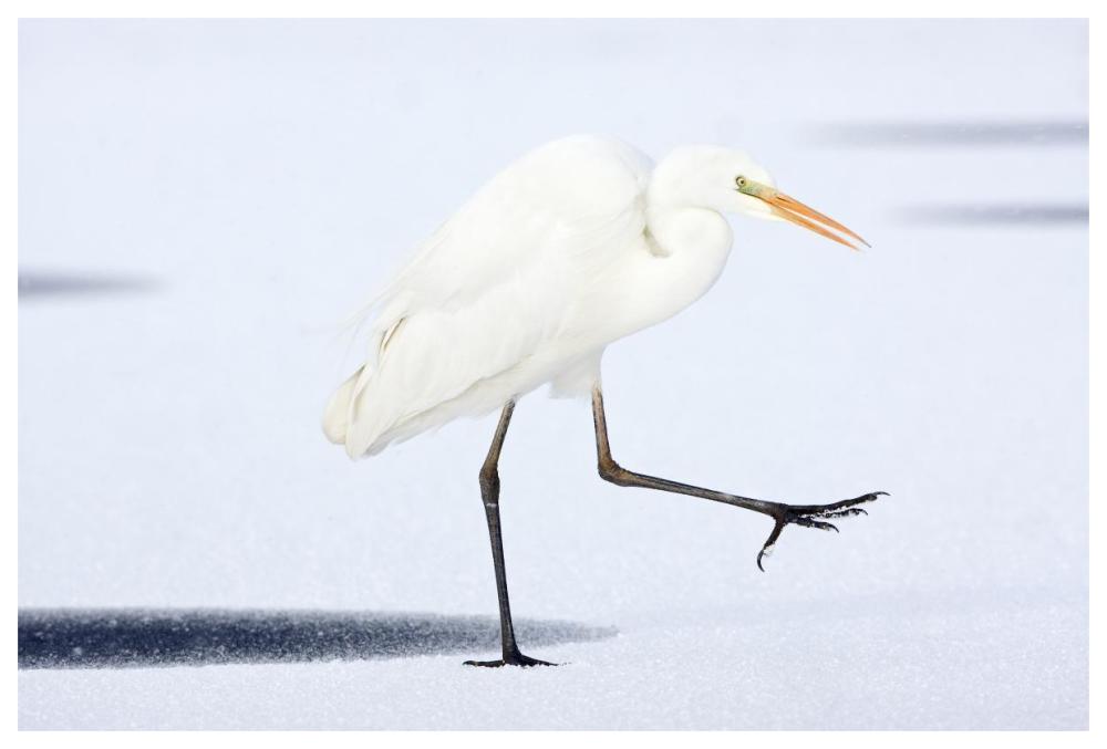 Great White Egret walking across the ice, Netherlands-Paper Art-62"x42"