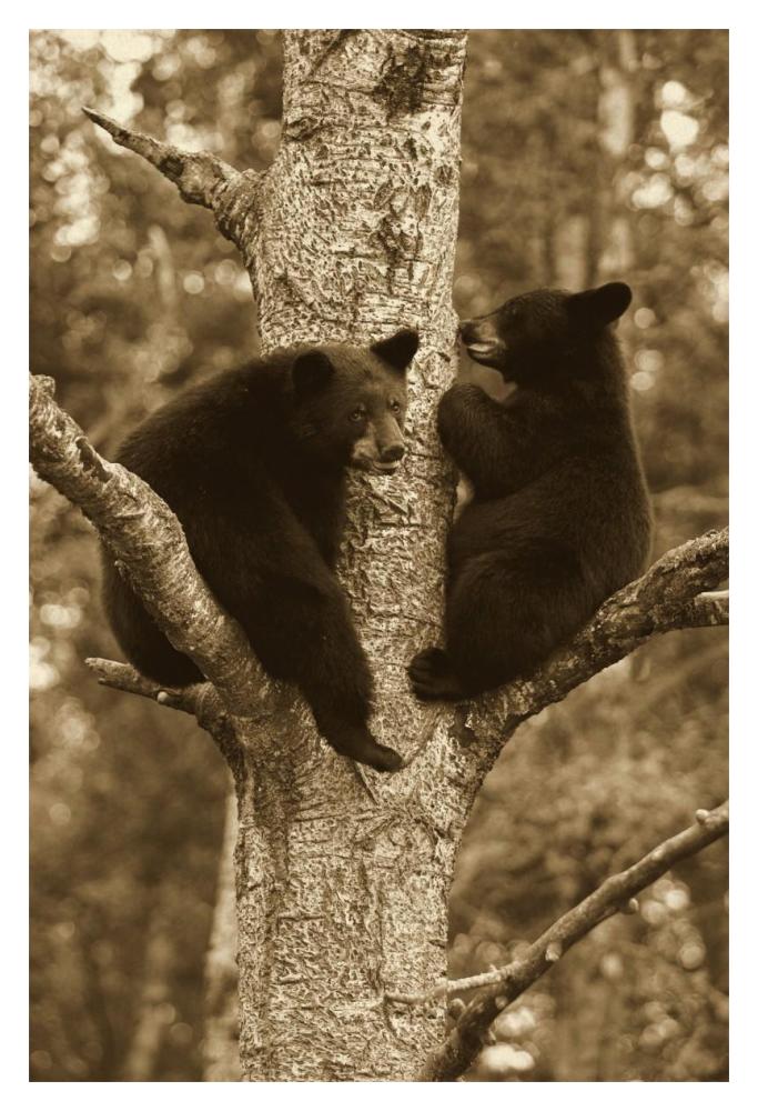 Black Bear two cubs in tree, Orr, Minnesota-Paper Art-14"x20"