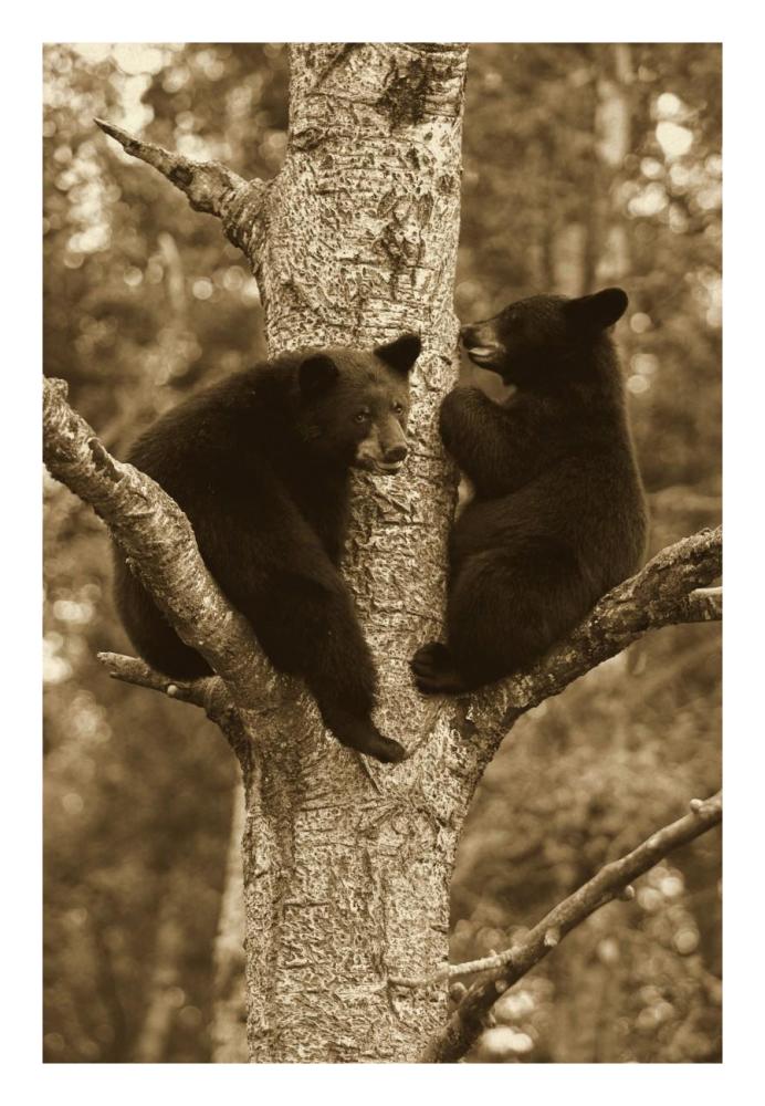 Black Bear two cubs in tree, Orr, Minnesota-Paper Art-18"x26"