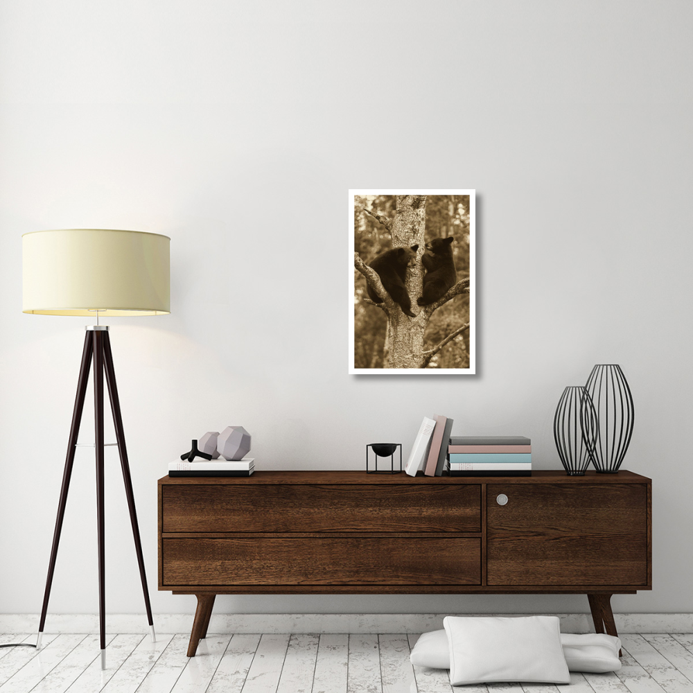Black Bear two cubs in tree, Orr, Minnesota-Paper Art-22&quotx32"