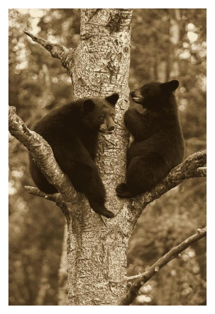 Black Bear two cubs in tree, Orr, Minnesota-Paper Art-26"x38"