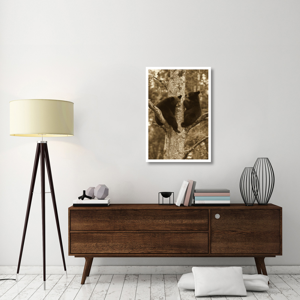 Black Bear two cubs in tree, Orr, Minnesota-Paper Art-26&quotx38"