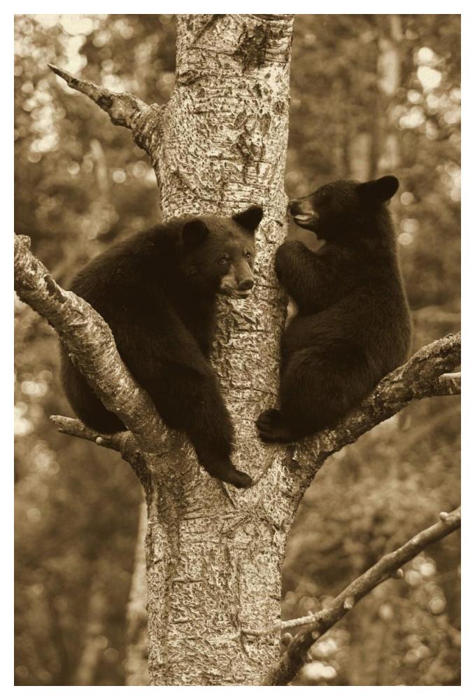 Black Bear two cubs in tree, Orr, Minnesota-Paper Art-34"x50"