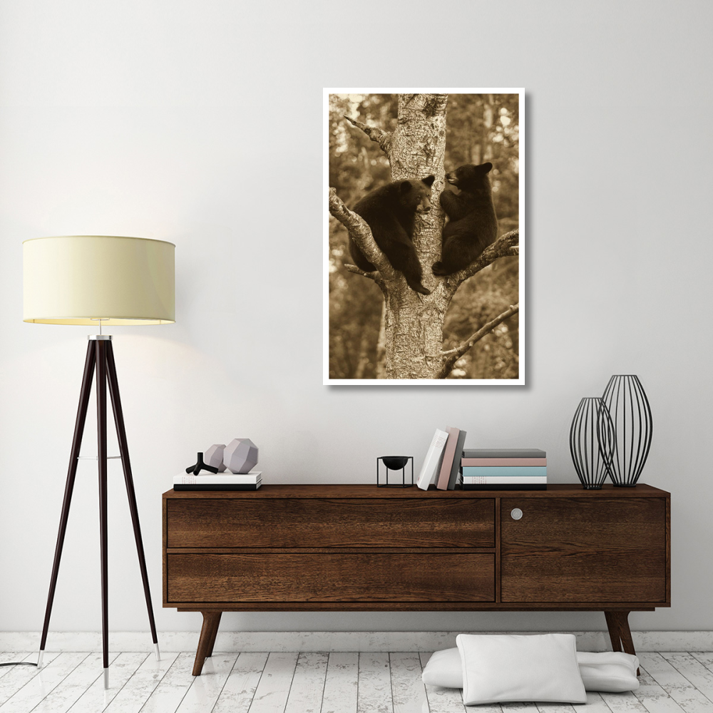 Black Bear two cubs in tree, Orr, Minnesota-Paper Art-34&quotx50"
