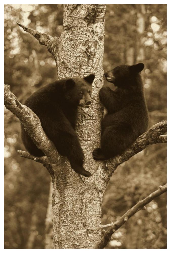 Black Bear two cubs in tree, Orr, Minnesota-Paper Art-42"x62"
