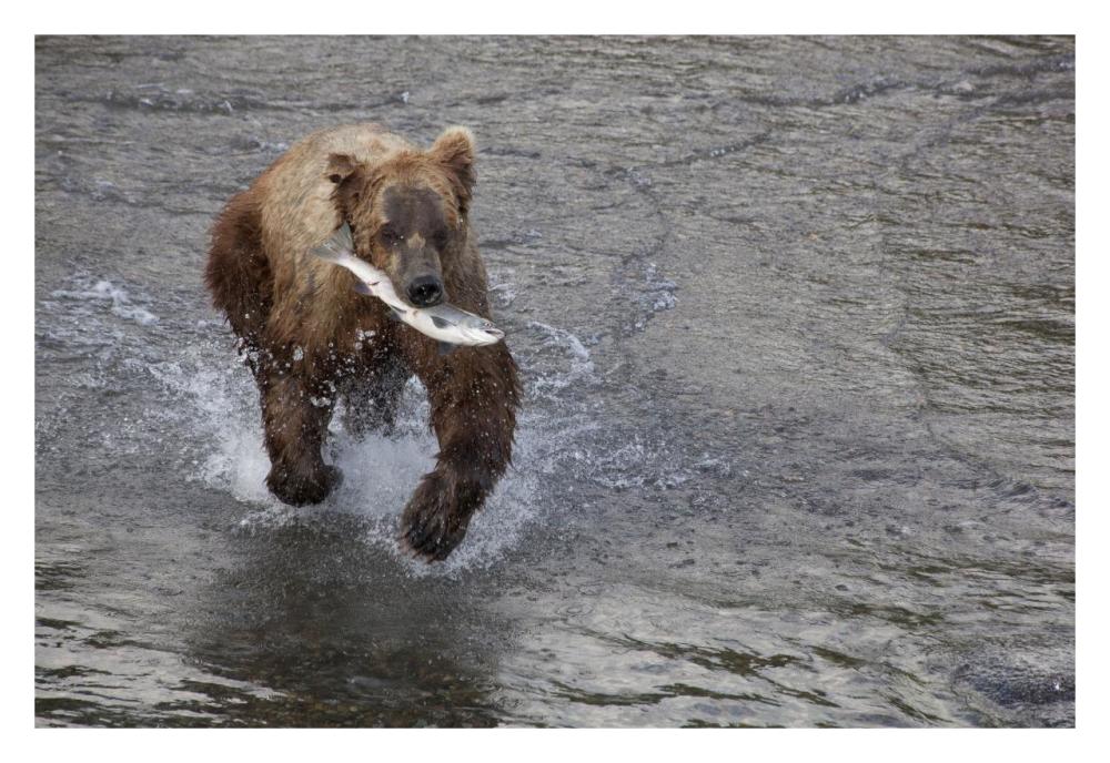 Grizzly Bear young male with Sockeye Salmon prey along Brooks River, Katmai National Park, Alaska-Paper Art-32"x22"