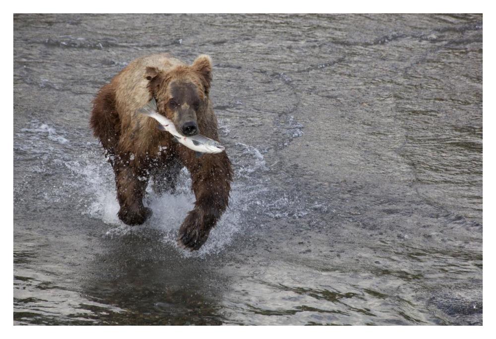 Grizzly Bear young male with Sockeye Salmon prey along Brooks River, Katmai National Park, Alaska-Paper Art-38"x26"