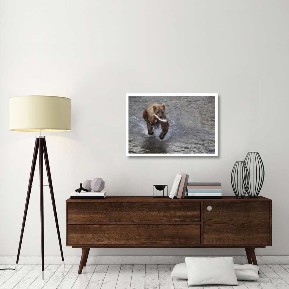 Grizzly Bear young male with Sockeye Salmon prey along Brooks River, Katmai National Park, Alaska-Paper Art-38&quotx26"