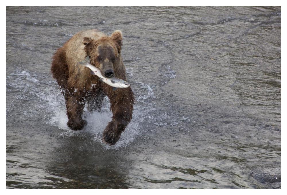 Grizzly Bear young male with Sockeye Salmon prey along Brooks River, Katmai National Park, Alaska-Paper Art-50"x34"