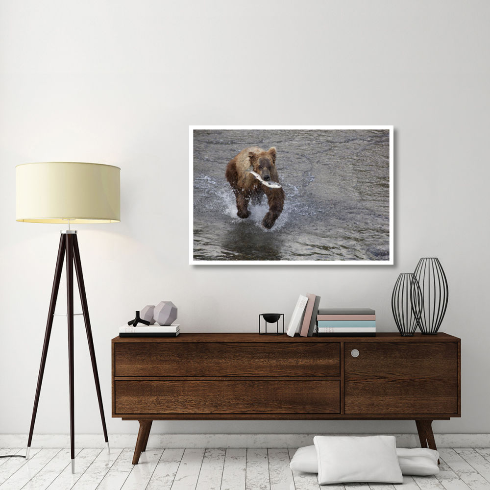 Grizzly Bear young male with Sockeye Salmon prey along Brooks River, Katmai National Park, Alaska-Paper Art-50&quotx34"