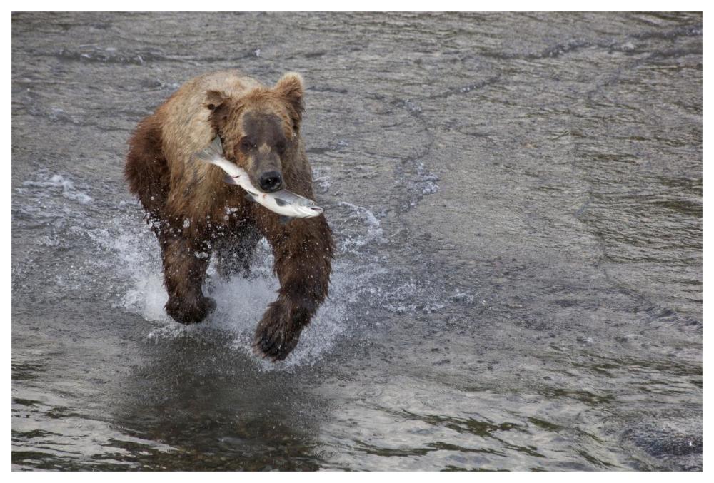 Grizzly Bear young male with Sockeye Salmon prey along Brooks River, Katmai National Park, Alaska-Paper Art-62"x42"