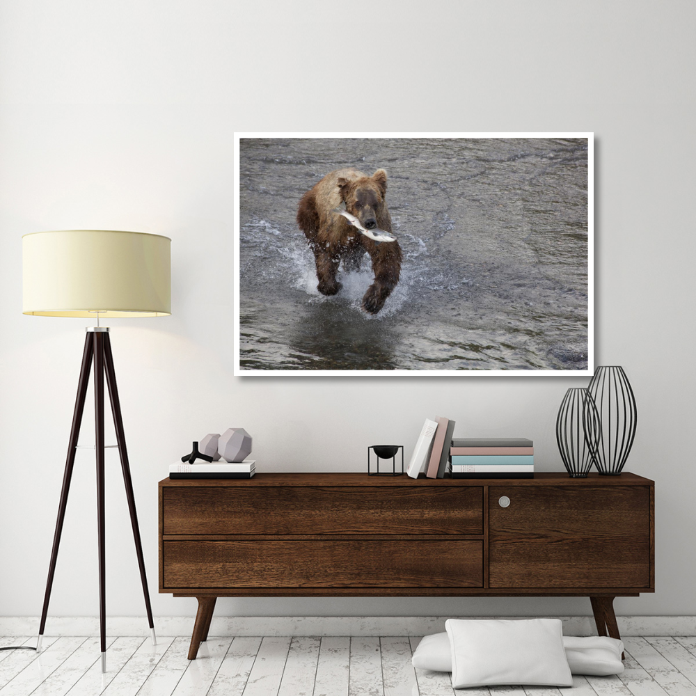 Grizzly Bear young male with Sockeye Salmon prey along Brooks River, Katmai National Park, Alaska-Paper Art-62&quotx42"