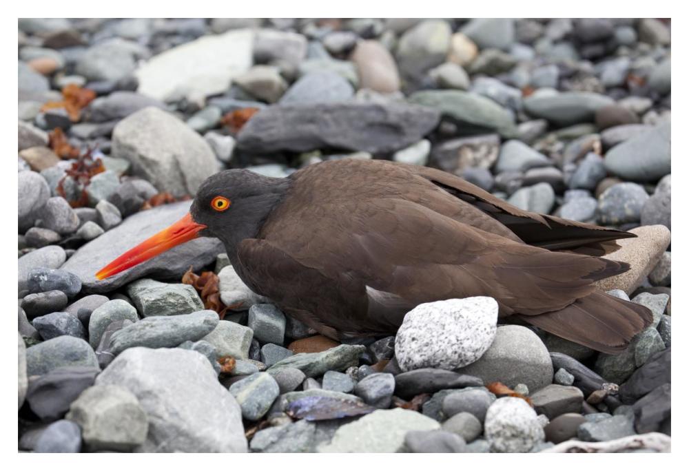 Black Oystercatcher using broken-wing display to lure intruders away from the nest, Icy Bay, Wrangell-St. Elias National Park, Alaska-Paper Art-20"x14"