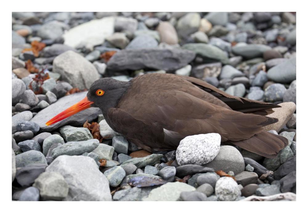 Black Oystercatcher using broken-wing display to lure intruders away from the nest, Icy Bay, Wrangell-St. Elias National Park, Alaska-Paper Art-26"x18"