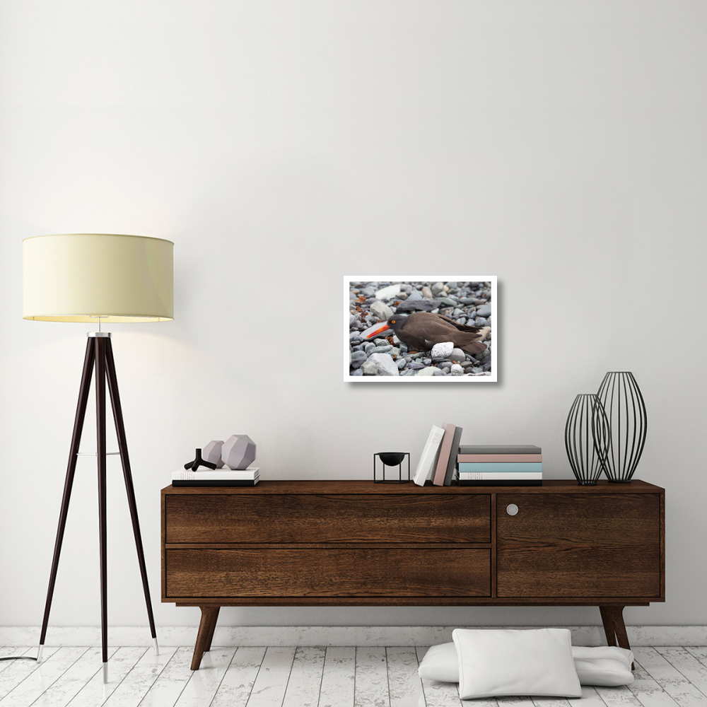 Black Oystercatcher using broken-wing display to lure intruders away from the nest, Icy Bay, Wrangell-St. Elias National Park, Alaska-Paper Art-26&quotx18"