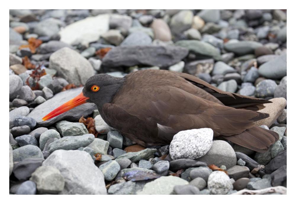 Black Oystercatcher using broken-wing display to lure intruders away from the nest, Icy Bay, Wrangell-St. Elias National Park, Alaska-Paper Art-32"x22"
