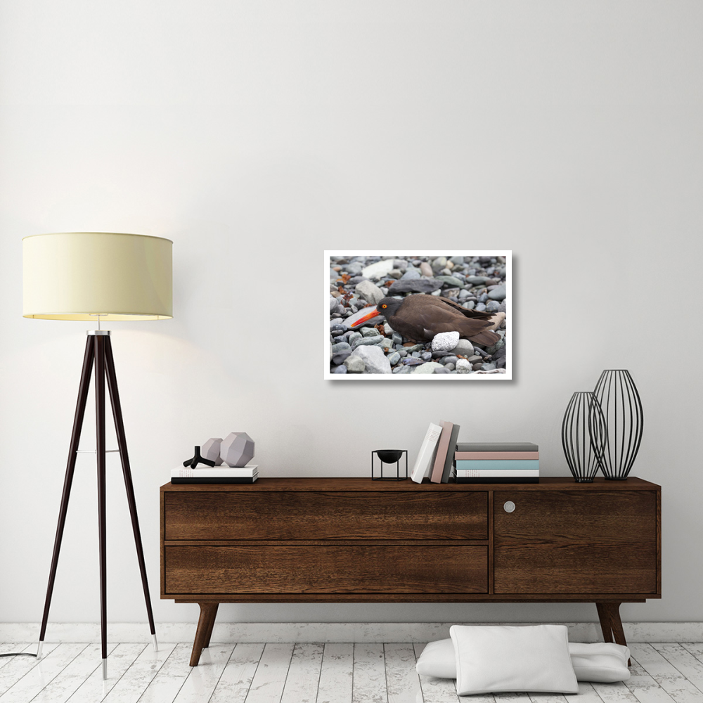Black Oystercatcher using broken-wing display to lure intruders away from the nest, Icy Bay, Wrangell-St. Elias National Park, Alaska-Paper Art-32&quotx22"