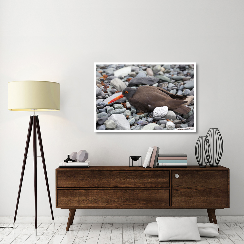 Black Oystercatcher using broken-wing display to lure intruders away from the nest, Icy Bay, Wrangell-St. Elias National Park, Alaska-Paper Art-50&quotx34"