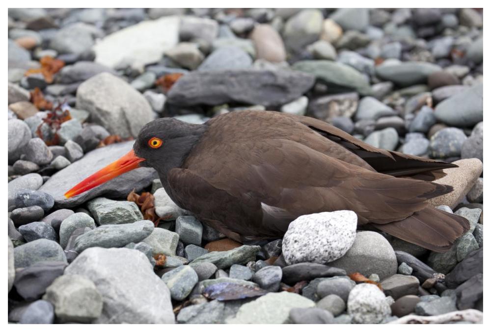 Black Oystercatcher using broken-wing display to lure intruders away from the nest, Icy Bay, Wrangell-St. Elias National Park, Alaska-Paper Art-62"x42"