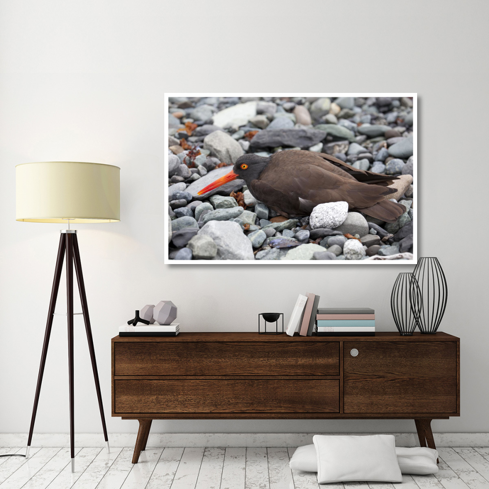 Black Oystercatcher using broken-wing display to lure intruders away from the nest, Icy Bay, Wrangell-St. Elias National Park, Alaska-Paper Art-62&quotx42"
