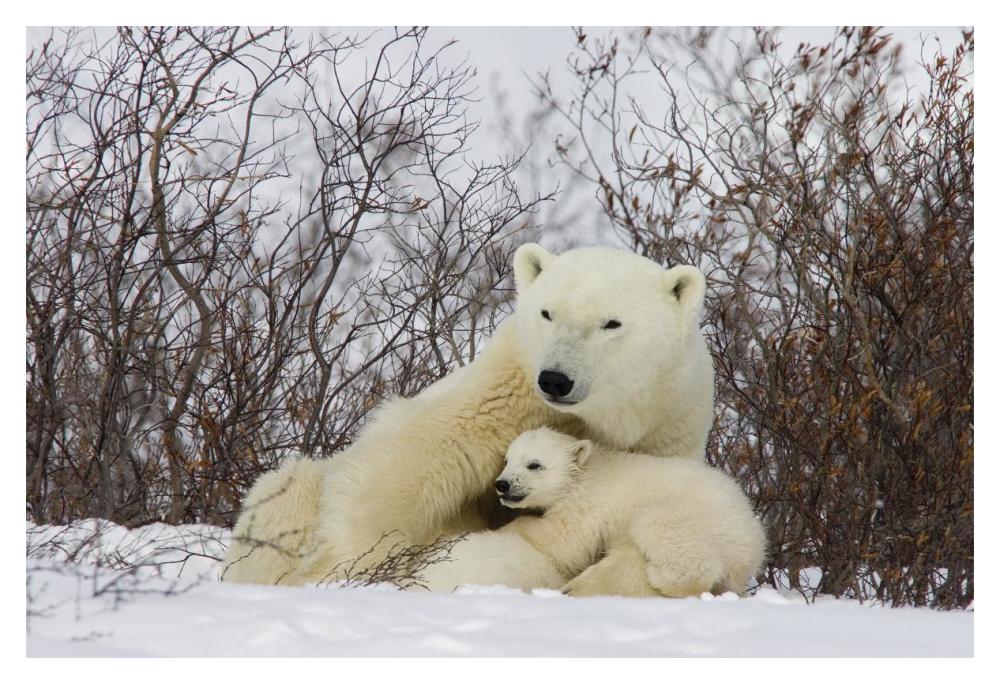 Three month old Polar Bear cubs nursing, Wapusk National Park, Manitoba, Canada-Paper Art-20"x14"