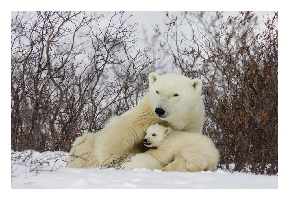 Three month old Polar Bear cubs nursing, Wapusk National Park, Manitoba, Canada-Paper Art-26"x18"