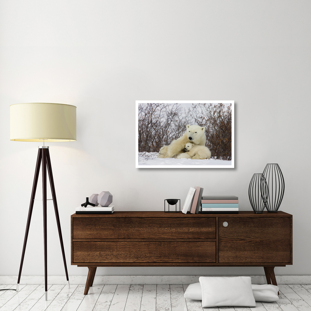 Three month old Polar Bear cubs nursing, Wapusk National Park, Manitoba, Canada-Paper Art-38&quotx26"