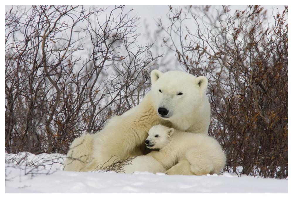 Three month old Polar Bear cubs nursing, Wapusk National Park, Manitoba, Canada-Paper Art-62"x42"