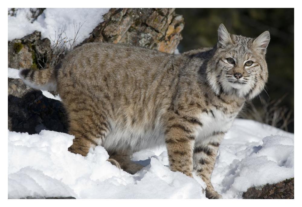 Bobcat in the snow, Kalispell, Montana-Paper Art-20"x14"