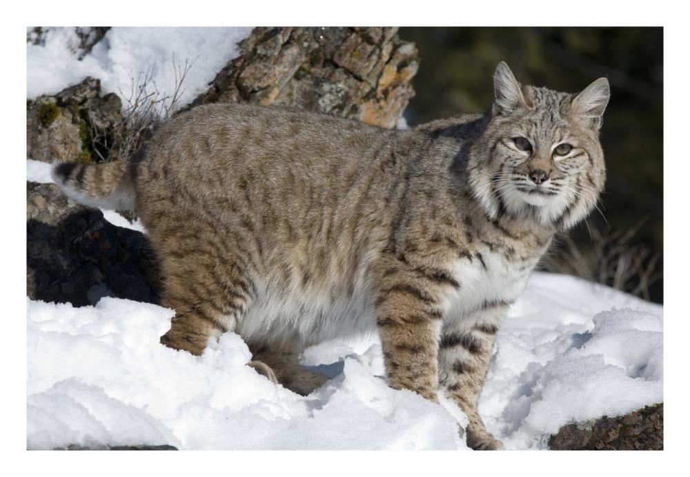 Bobcat in the snow, Kalispell, Montana-Paper Art-26"x18"