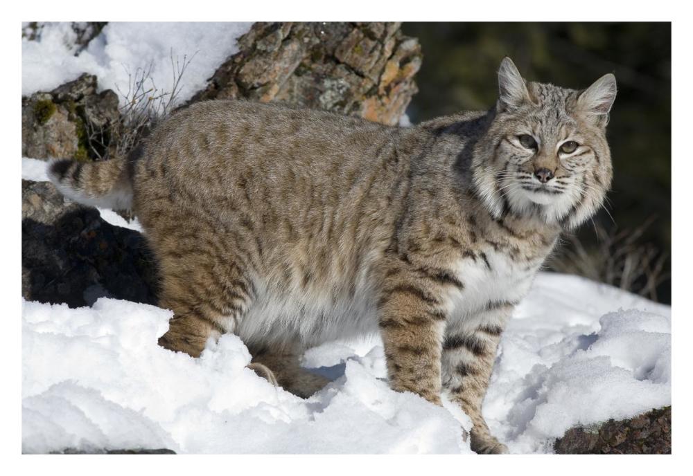 Bobcat in the snow, Kalispell, Montana-Paper Art-32"x22"