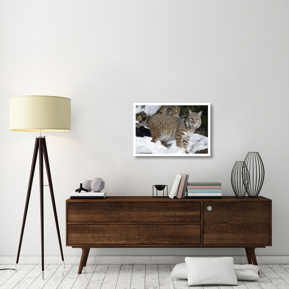 Bobcat in the snow, Kalispell, Montana-Paper Art-32&quotx22"