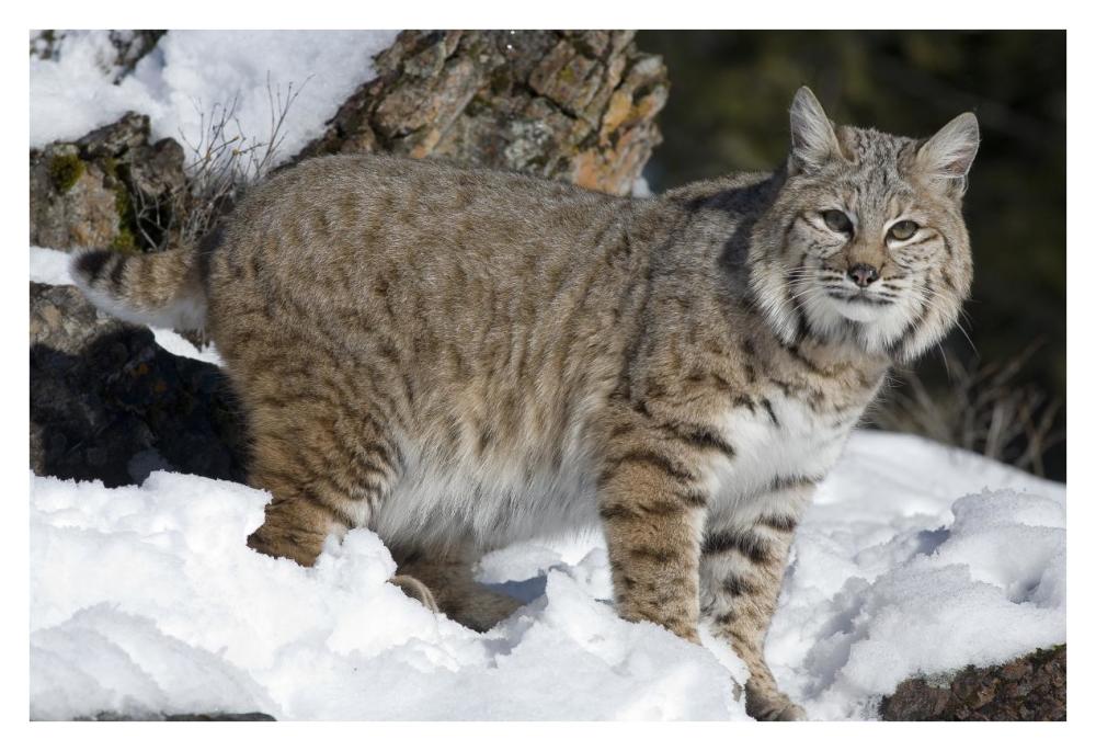 Bobcat in the snow, Kalispell, Montana-Paper Art-38"x26"