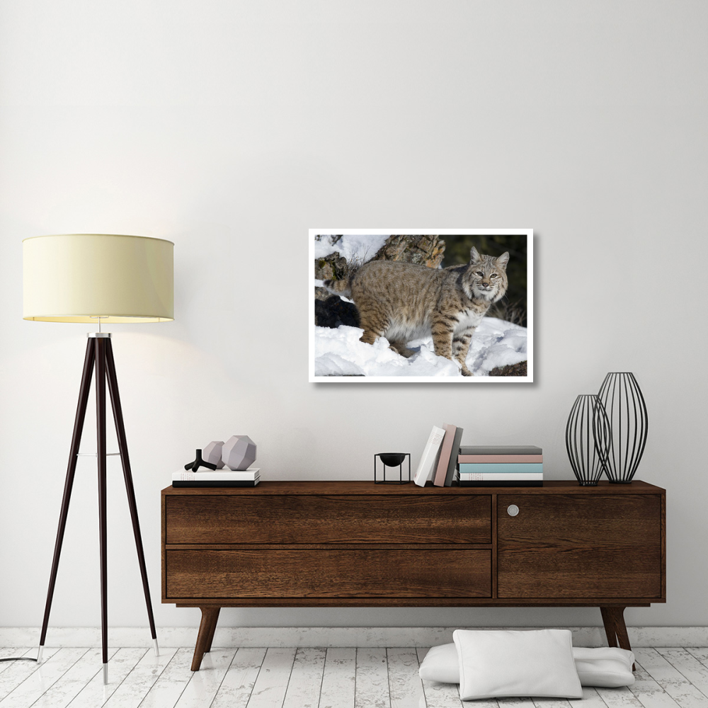 Bobcat in the snow, Kalispell, Montana-Paper Art-38&quotx26"