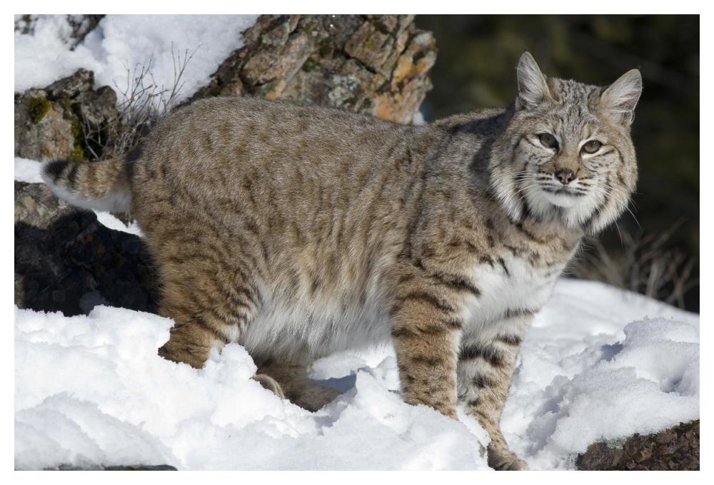 Bobcat in the snow, Kalispell, Montana-Paper Art-50"x34"