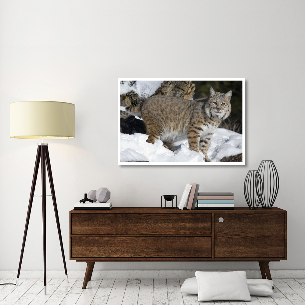 Bobcat in the snow, Kalispell, Montana-Paper Art-50&quotx34"