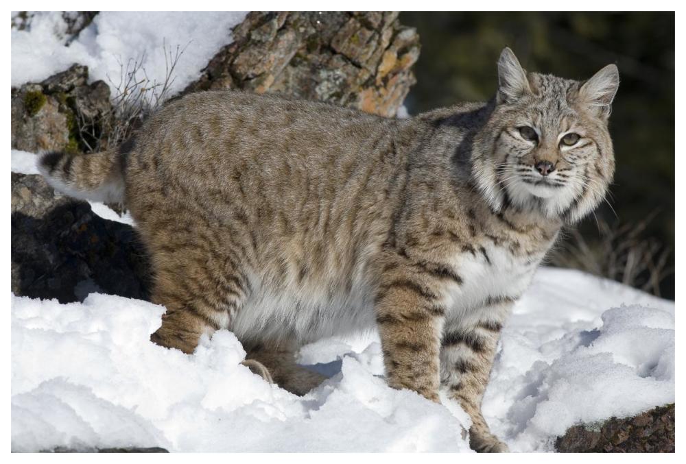 Bobcat in the snow, Kalispell, Montana-Paper Art-62"x42"