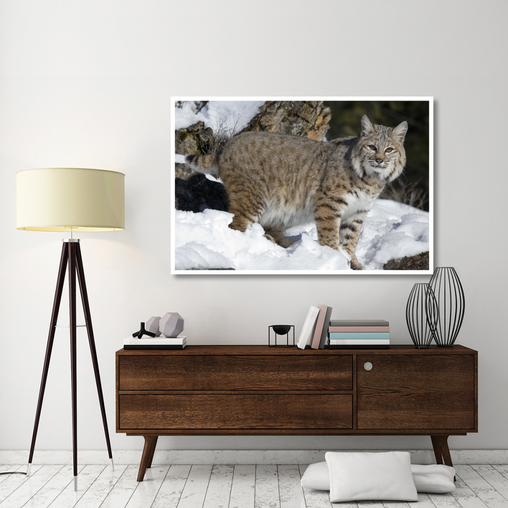 Bobcat in the snow, Kalispell, Montana-Paper Art-62&quotx42"