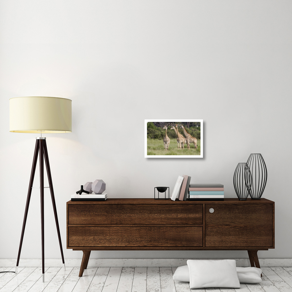 Giraffe group, Linyanti River, Botswana-Paper Art-24&quotx15.6"