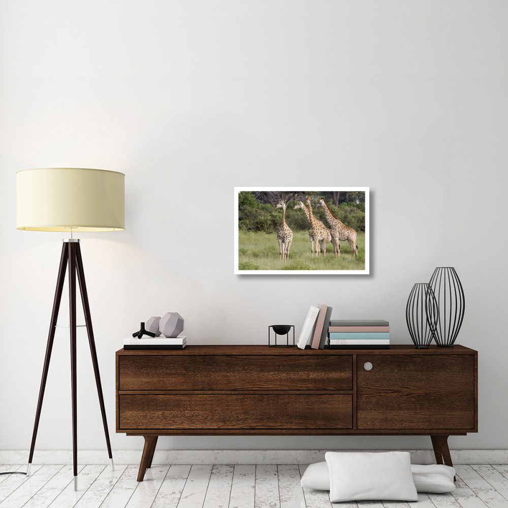 Giraffe group, Linyanti River, Botswana-Paper Art-32&quotx20.6"