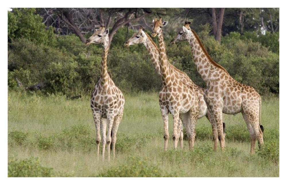Giraffe group, Linyanti River, Botswana-Paper Art-38"x24.3"