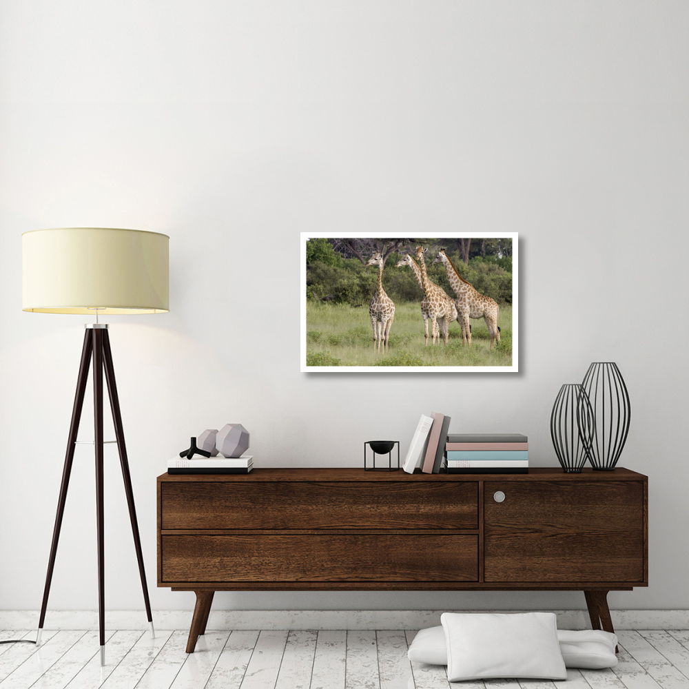 Giraffe group, Linyanti River, Botswana-Paper Art-38&quotx24.3"