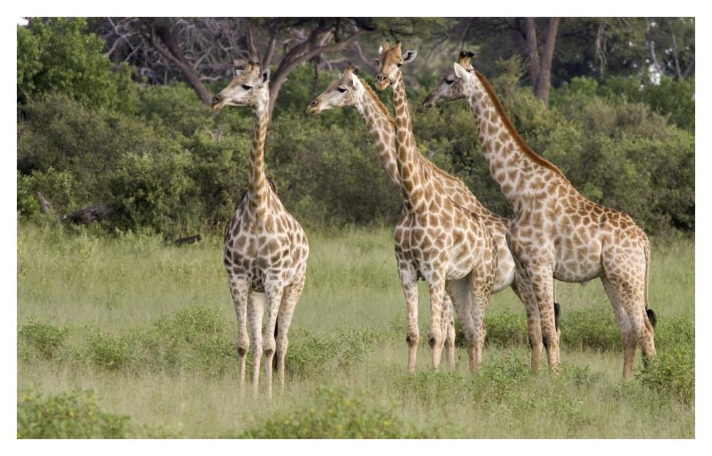 Giraffe group, Linyanti River, Botswana-Paper Art-42"x26.8"