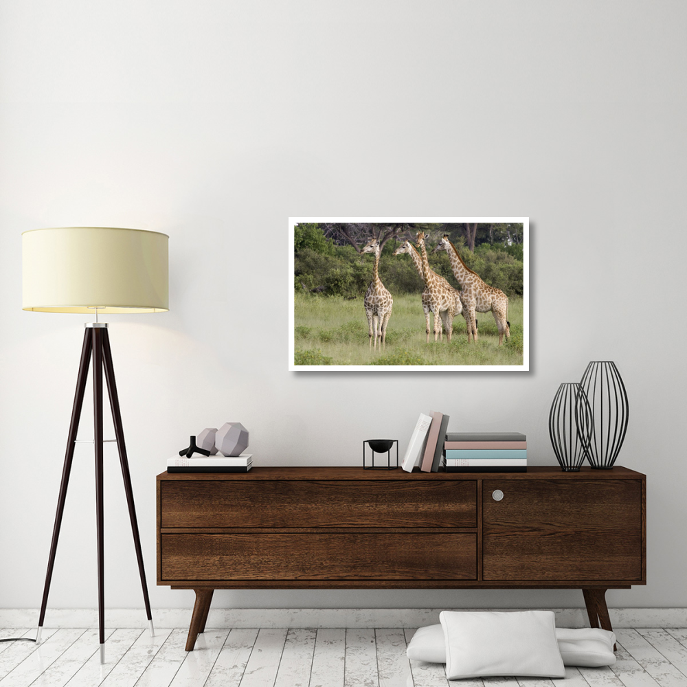 Giraffe group, Linyanti River, Botswana-Paper Art-42&quotx26.8"