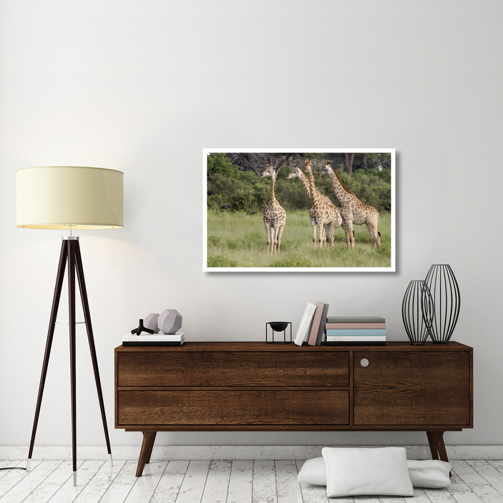 Giraffe group, Linyanti River, Botswana-Paper Art-46&quotx29.3"