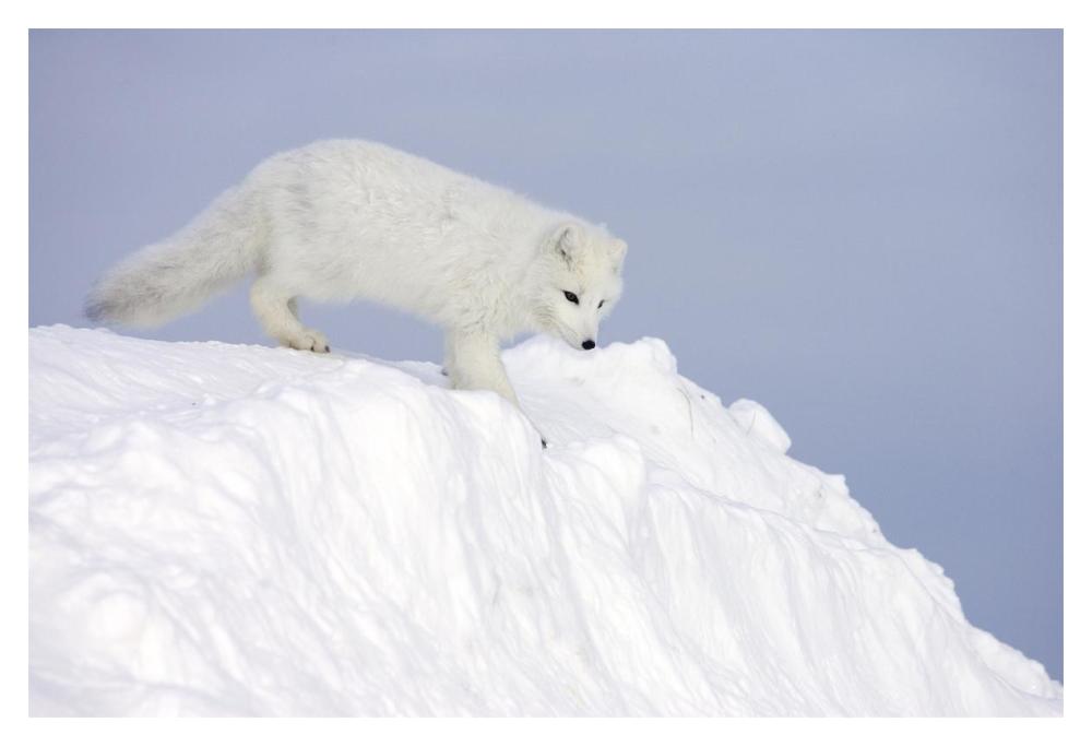 Arctic Fox on snow drift, tundra, Arctic-Paper Art-20"x14"